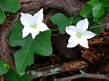 Coccinia grandis.jpg