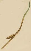 Mined grass leaf blade with larval case attached