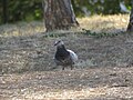 Columba livia