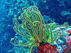 Crinoid