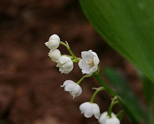 Liljekonval (Convallaria majalis): Blomster i nærbillede.