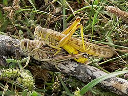 Desert locust, Schistocerca gregaria Male (on top) and female