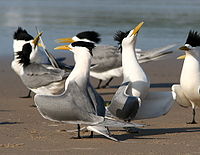 Crested Tern courtship display