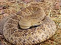 Basilisken-Klapperschlange (Crotalus basiliscus)