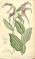 Cypripedium montanum. Curtis's botanical magazine, vol. 119, ser. 3, nr. 49, tab. 7319, 1893.