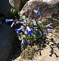 Vignette pour Phacelia campanularia