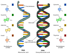 Nucleic acids RNA (left) and DNA (right). Difference DNA RNA-EN.svg