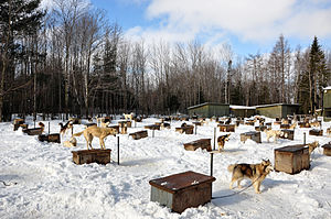 English: sled dog kennels Quebec winter 2010