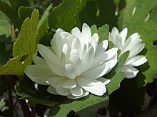 A double-flowered form Double Sanguinaria.jpg