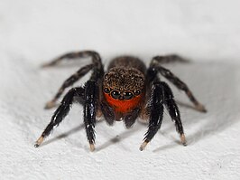 Euophrys rufibarbis