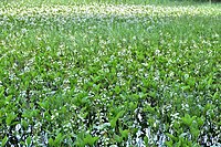 Fields of Menyanthes trefoil.jpg