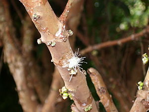 English: Flower of jabuticaba tree (Myrciaria ...