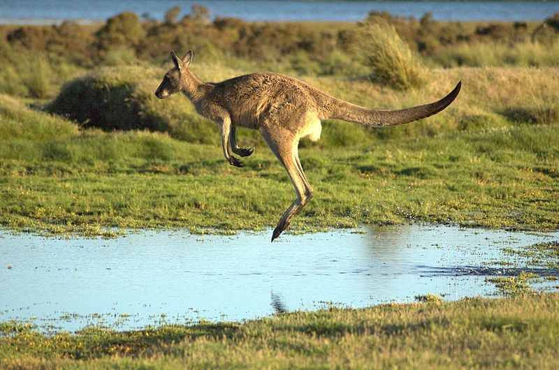 Kangaroo Island Tour