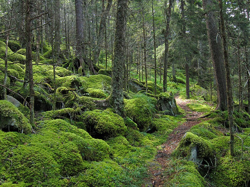 File:Forest on Baxter Creek Trail in Great Smoky Mountains National Park.jpg