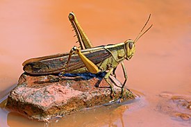 Acanthacris ruficornis в Гане