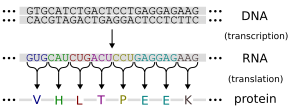 The genetic code: Using a triplet code, DNA, through a messenger RNA intermediary, specifies a protein. Genetic code.svg