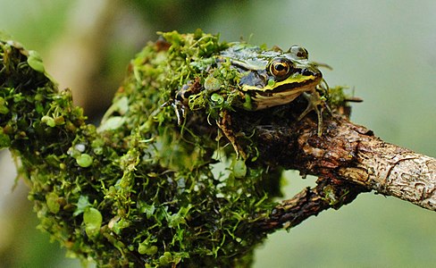 A frog in disguise – Top 16 picture at the German Wiki Loves Earth photo contest 2017