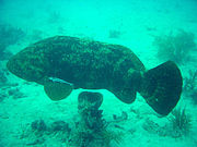 Atlantic Goliath grouper