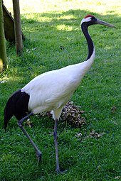 red capped crane