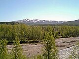 Helle Taiga im fernen Osten bei Magadan