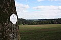 Baum Nr. 38 im mittleren Bereich der Allee