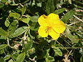 Helianthemum grandiflorum