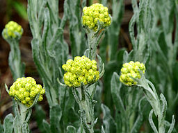 Helichrysum arenarium2