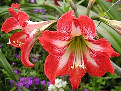 Hippeastrum × johnsonii.