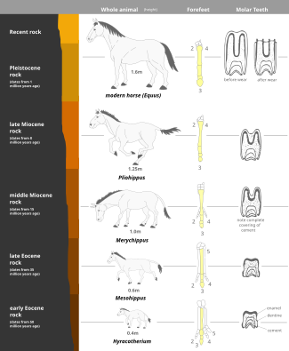 Figure 3e: Evolution of the horse showing reconstruction of the fossil species obtained from successive rock strata. The foot diagrams are all front views of the left forefoot. The third metacarpal is shaded throughout. The teeth are shown in longitudinal section. The linear sequence is just one of many paths in the equine phylogenetic tree. Horseevolution.svg