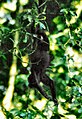 Mantelbrüllaffe (Alouatta palliata)