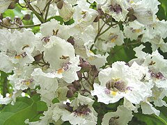 ordinara katalpo (Catalpa bignonioides), floroj