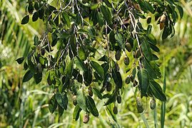 Folhagem e frutos de Irvingia smithii.