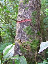Vydlabaný žlab v kůře stromu, ze kterého kakové sají mízu