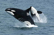 Orcas saliendo del agua de manera simultánea en el costado sur de la isla Unimak, Alaska