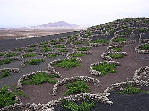 Vines growing in volcanic lapilli in the La Ge...