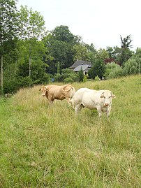Lasseube, paysage avec vaches.
