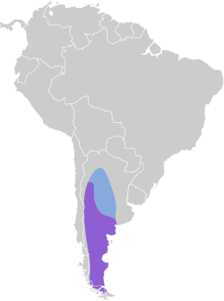 Distribución geográfica del tijeral colinegro sureño.
