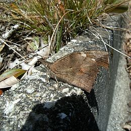 Csőröslepke (Libythea celtis)