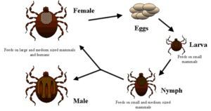 The life cycle of Dermacentor variabilis and D...