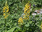 Ligularia fischeri