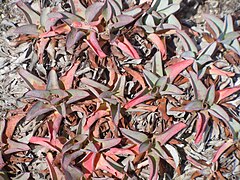 Détail des feuilles en rosette en hiver