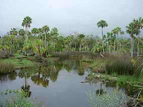 Lower Suwannee National Wildlife Refuge.jpg