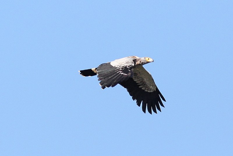 800px-Madagascar_Harrier-Hawk.jpg