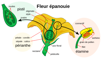 L’anatomie simplifiée d’une fleur épanouie : le pédoncule (ou pédicelle) porteur du périanthe (le calice de sépales et la corolle de pétales soutenue par le nectaire), le réceptacle floral soutenant les étamines (porteuses via le filet des anthères remplis de grains de pollen), ainsi que l’ovaire (contenant les ovules) prolongé par le style (terminé par le stigmate). (image vectorielle)