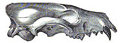 Mesocyon skull.jpg