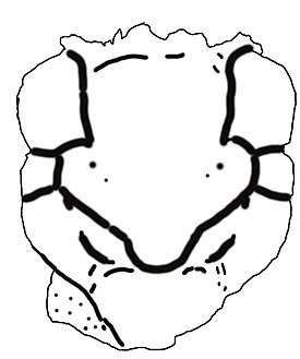 Зарисовка окаменелости Mesoparapylocheles michaeljacksoni