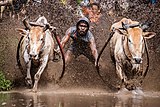 Два быка бегут, в то время как жокей держит их в гонке pacu jawi («Изображение года — 2019»)