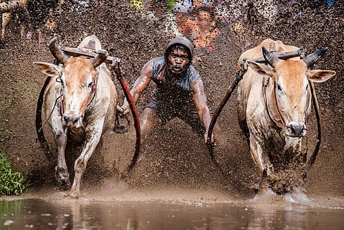 Un jockey et ses deux taureaux lors d'un pacu jawi (« course de taureaux »).