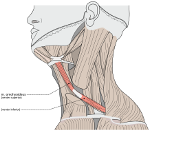 Musculi colli omohyoideus.svg