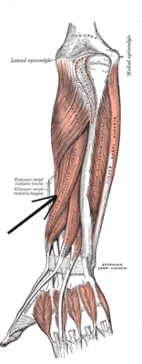 Длинная мышца, отводящая большой палец кисти указан стрелкой